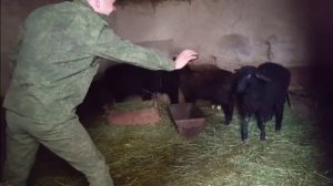 Содержание БАРАНОВ в домашних условиях, без выгула