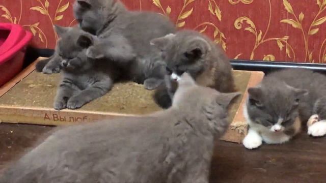 Милые котята. Британские котята,  возраст 2 месяца