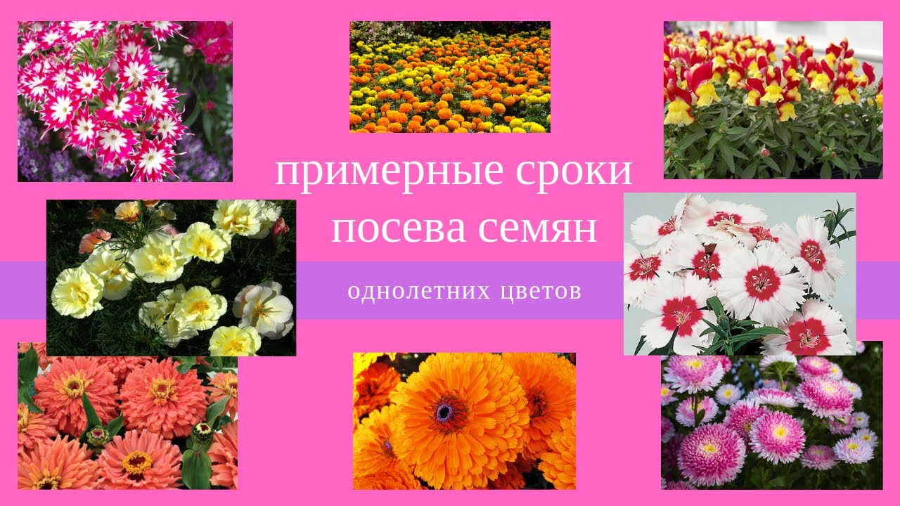 Сроки посева однолетних цветов. Какие цветы сеять на рассаду. Когда сеять цветы на рассаду смотреть онлайн