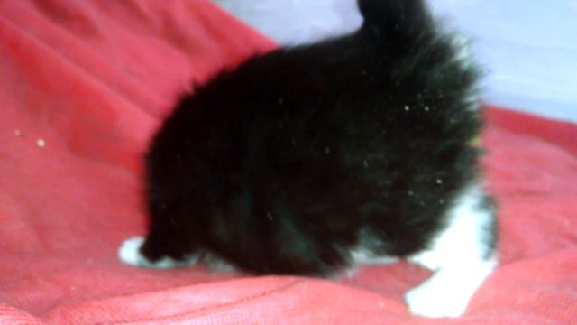 Котик Мейн кун окрас СНОУШу - Снежное шоу Kitty Maine Coon Snow Shoe смотреть онлайн