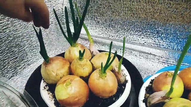 Лук на зелень на подоконнике зимой ( продолжение )