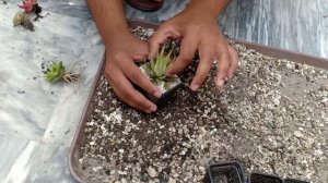 Learn how to grow succulents healthy & avoid rotting