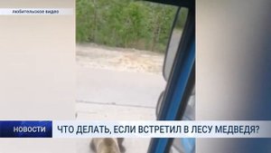 ЧТО ДЕЛАТЬ, ЕСЛИ ВСТРЕТИЛ В ЛЕСУ МЕДВЕДЯ
