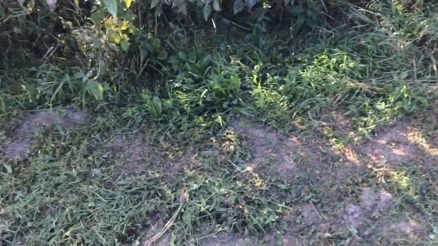 Работа на участке после чеснока. Вспашка мотоблоком МоторСич МБ-6. 3.08.2019г.