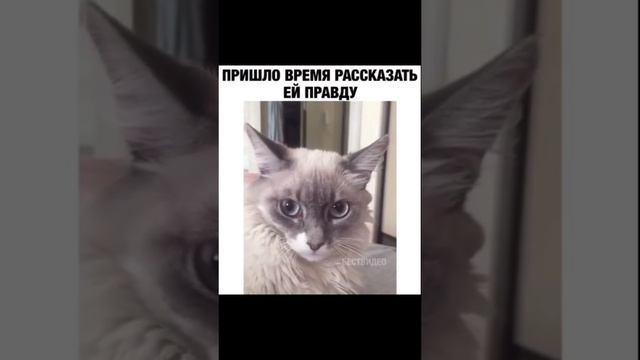 Кошачья Правда