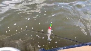 Рыбалка. База «Дом рыбака». Село Цветное Астраханская обл.