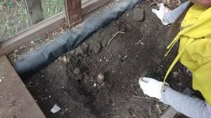 КАК СОБРАТЬ СЕМЕНА СВЕКЛЫ и МОРКОВИ СВОИМИ СИЛАМИ