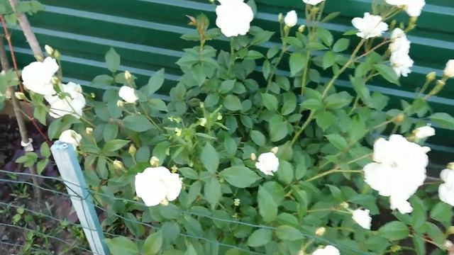 Роза "Schneewittchen" или "Iceberg" смотреть онлайн