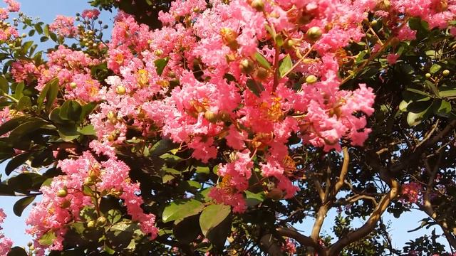 Лагерстремия ~~~ 배롱나무 смотреть онлайн