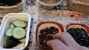 рацион моих клестов