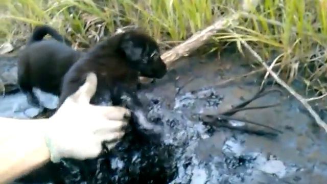 Спасли собаку смотреть онлайн