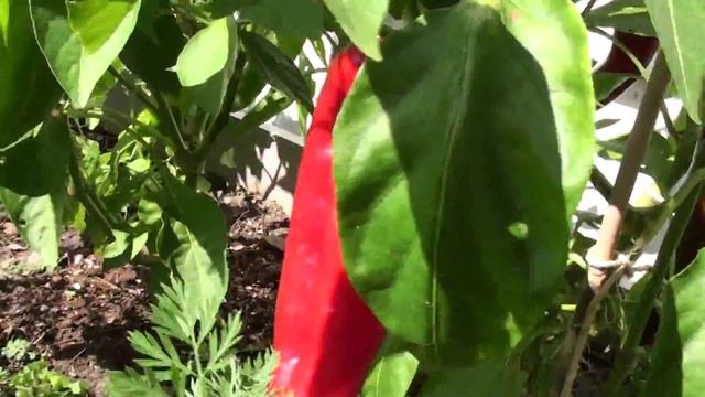 Red Marconi Pepper Plant смотреть онлайн