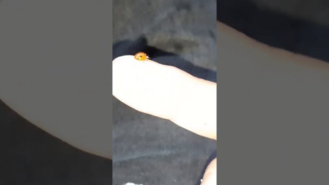 #Coccinellidae #божьякоровка