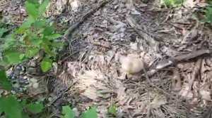 Поиск по старым картам с навигатором.