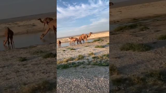 Верблюды Казахстана смотреть онлайн