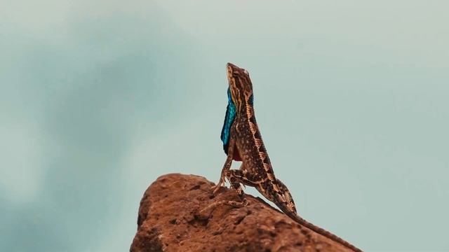 ТОП 7 самых необычных РАСЦВЕТОК ящериц.