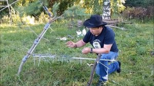 Как сформировать сосну ниваки с изогнутым стволом. Стили сосны ниваки: сякан или моёги.