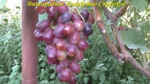 Виноград 2022. Виконт