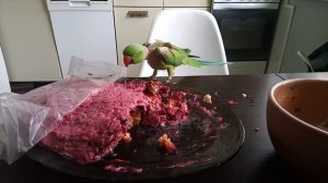 Ожереловый попугай Коля ест Селёдку под шубой