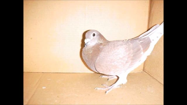 racing pigeons Calcium and Phosphates смотреть онлайн