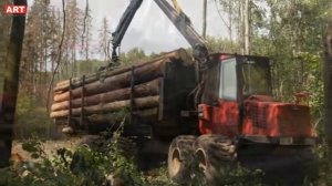 Лесозаготовка в России