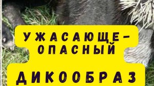 Ужасно опасный, от него гибнут собаки,  дикие звери, и змеи