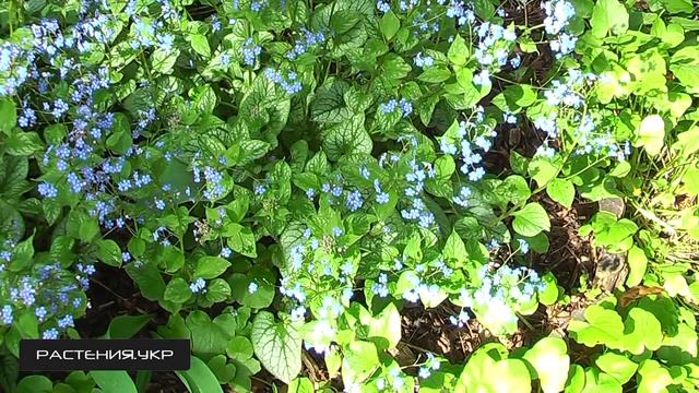 Бруннера крупнолистная посадка и уход / Тенелюбивые растения / Садовые цветы
