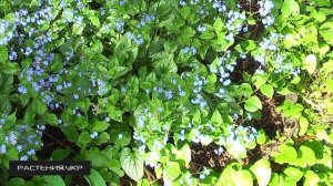Бруннера крупнолистная посадка и уход / Тенелюбивые растения / Садовые цветы