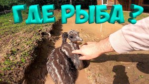 СТРАУСЯТА КУПАЮТСЯ , А РЫБА НЕ ЛОВИТСЯ ! [Жизнь в деревне]