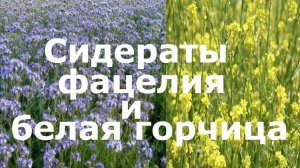 Сидераты: фацелия и белая горчица