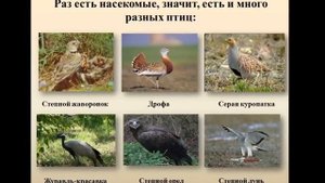 Природные зоны России. В степи.