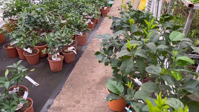 Зима…Холода…А в тепличке цветут цитрусовые…??? смотреть онлайн