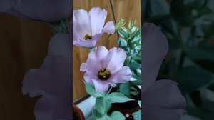 Эустома. Многолетний цветок.