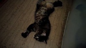 Лечили Кота Сеню от Мочекаменной болезни! Цистит!? Кот без кошки как себя ведёт! Как Кот отвечает!?