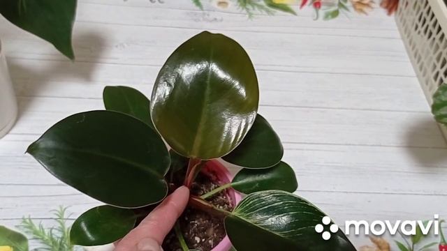 Комнатные цветы. Цветочное ассорти. Филодендроны, аллоказий, монстера, пеперомия.