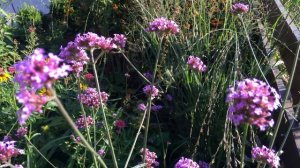 Клумба непрерывного цветения: 3 простых в уходе растения которые украсят сад осенью