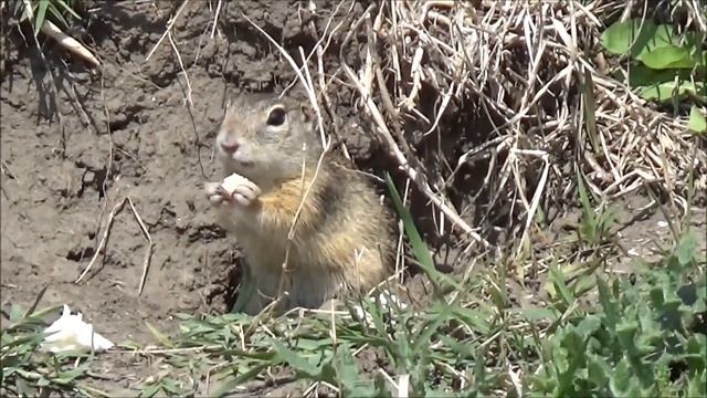 Интересные факты о сусликах смотреть онлайн