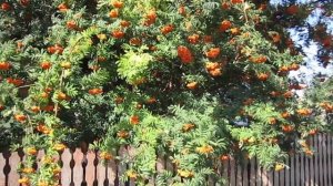 "Михайловка моя" Алтайский край. Родина моя.