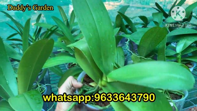 Special colours very big phalaenopsis കണ്ടുനോക്കൂ смотреть онлайн