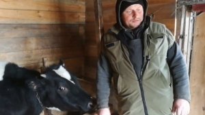 Сдал быков! Какие затраты и доход за год. Заработок в деревне.