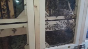 Кассетный пчелопавильон Валерия Коменданта (КВалер )