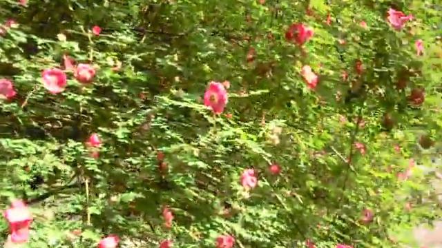 Rosa moyesi - OB UW 29.05.2012 r. смотреть онлайн