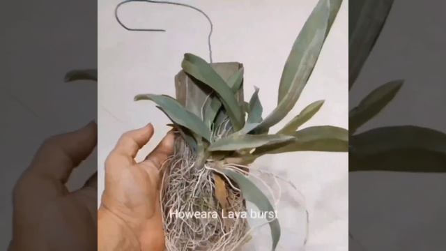 Unboxing orchids that have been on my wishlist for a long time #orchids #unboxingorchids смотреть онлайн