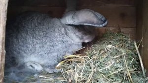 Крольчиха окролилась / И Обзор молодых кроликов