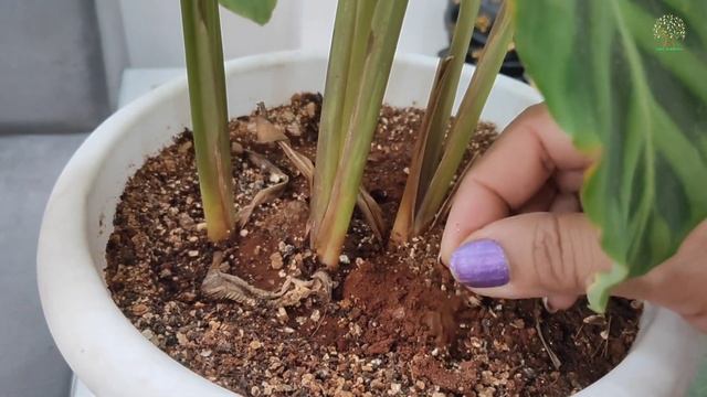 Calathea Zebrina plant care | how to grow calathea plant | calathea plants care | indoor plants |