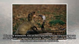Эпическая схватка мангуста и кобры