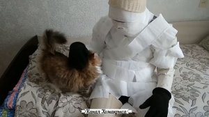 Узнают ли кошки своих хозяев? Любят ли кошки своих хозяев? Человек любящий кошек Кошка любит хозяин