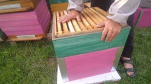 как поднять пчелу в магазин и отстроить 145 рамку ещё 2 способа