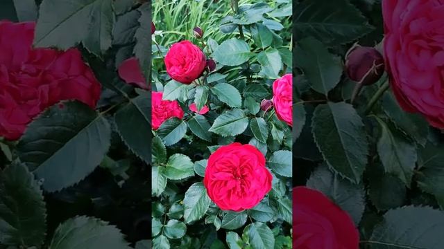 History of Red piano rose by Christian Evers, 2007. История розы Ред пиано.