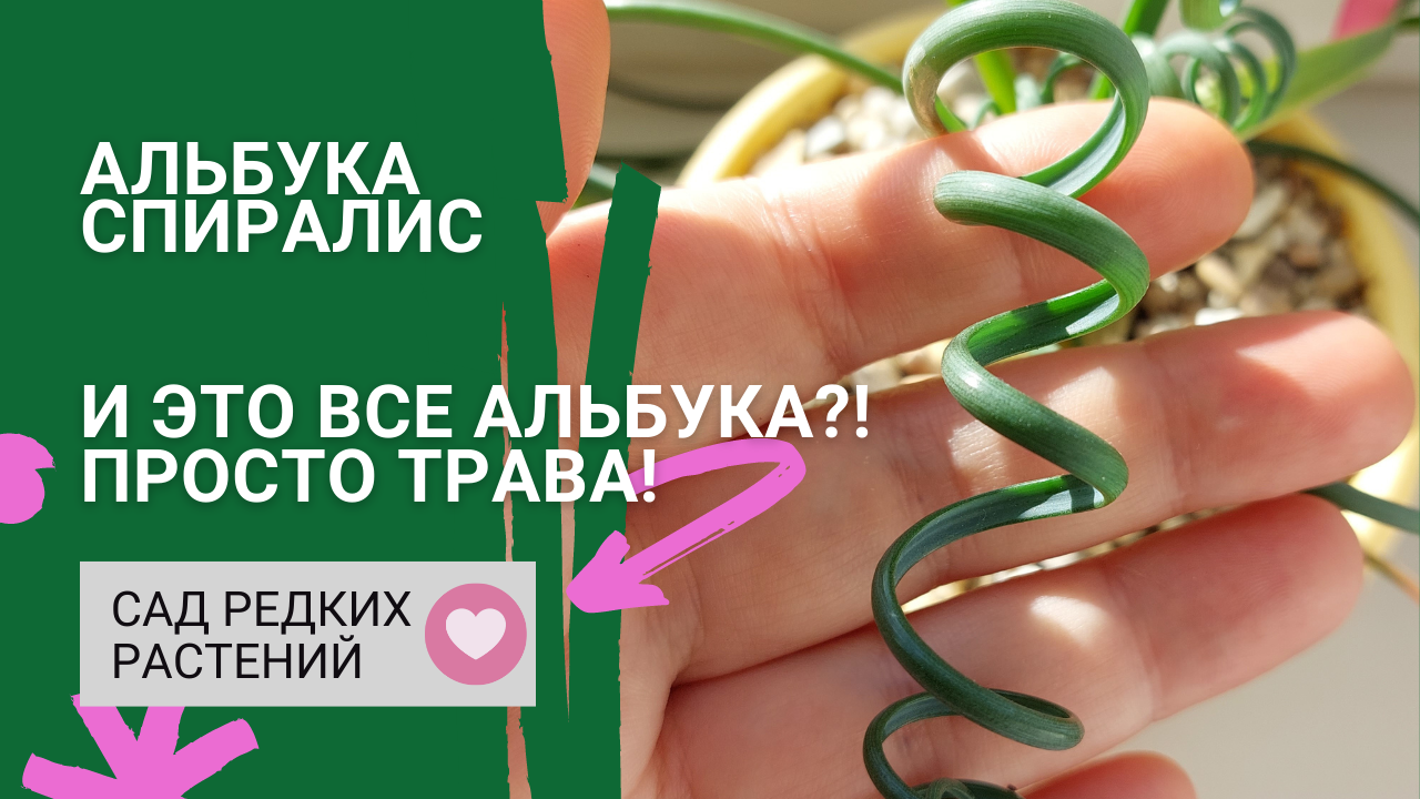 И это все альбука?! Просто трава! Разнообразные формы луковиц и листьев альбуки спиралис